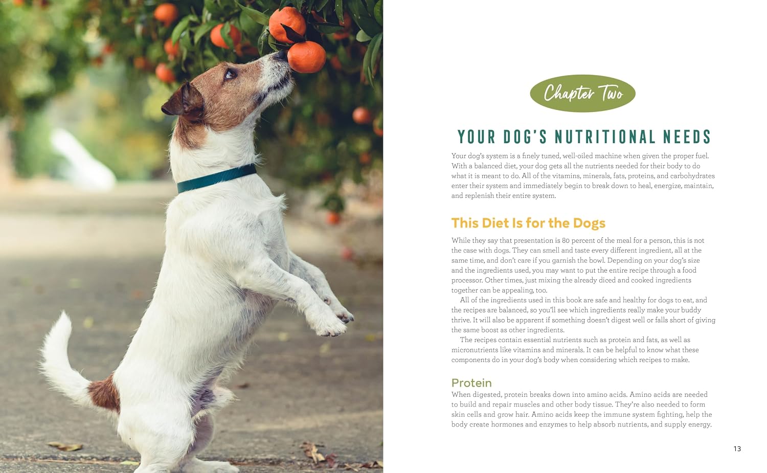 Easy Dog Food Recipes: 60 Healthy Dishes to Feed Your Pet Safely