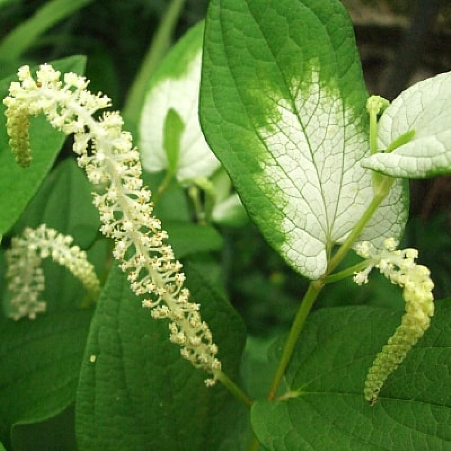 ‘Black Magic’ Taro, a Great Live Pond Plant for Your Water Garden. Filters The koi and Goldfish Pond. Good for Bogs