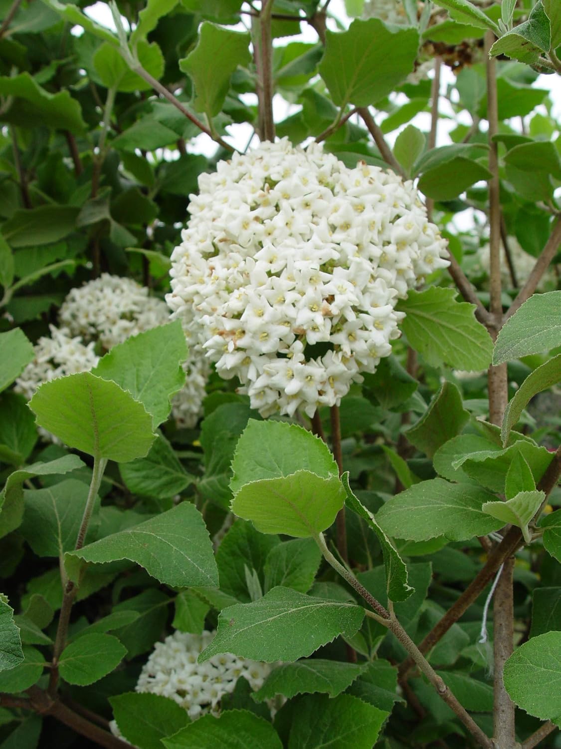Viburnum p. t. 'Mariesii' (Doublefile Viburnum) Shrub, white flowers, #3 - Size Container