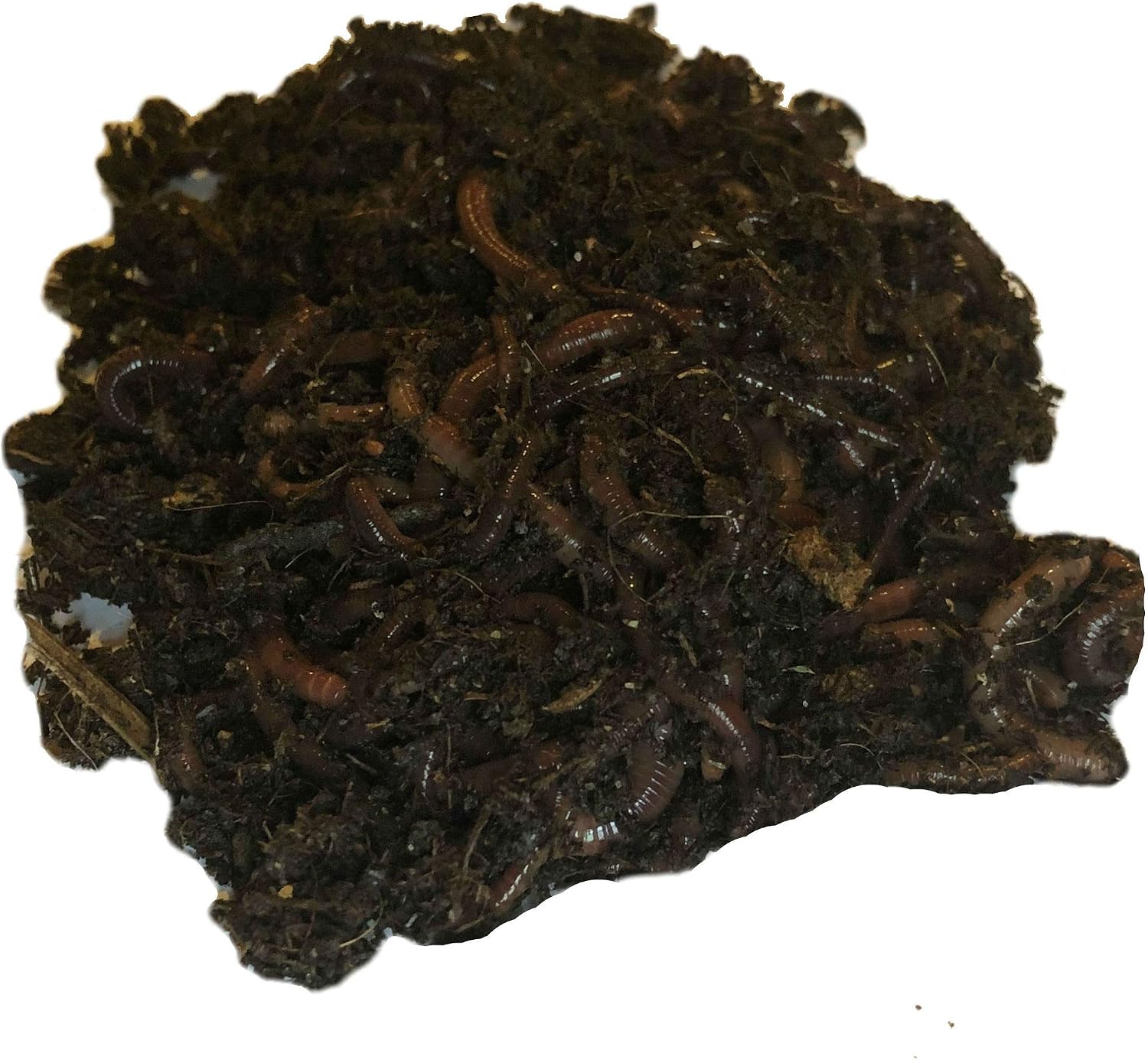 250+ Red Wiggler Earthworms, Organic and Sustainably Raised