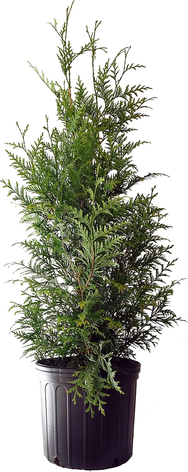 Live Plant Thuja-X Green Giant Evergreen Tree (Western Arborvitae), 3-Gallon Fully Potted Plant from Green Promise Farms