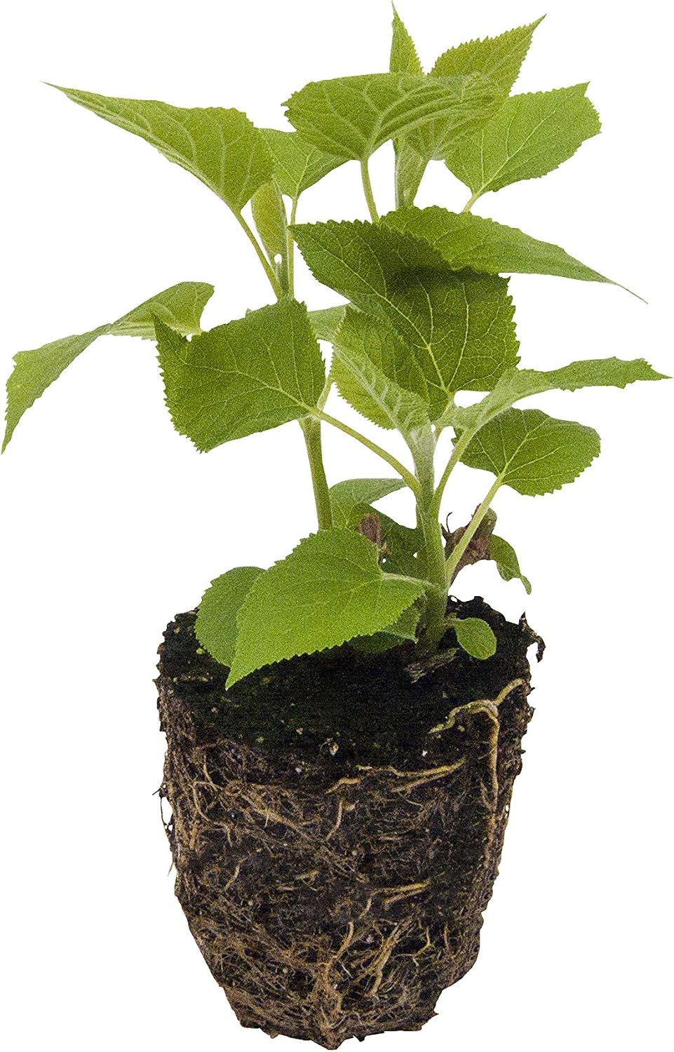 Limelight Proven Winner Hydrangea in a 4 inch Pot - A Truly Stunning Summer Blooming Hydrangea that has Flowers that Grow from Green to White to a