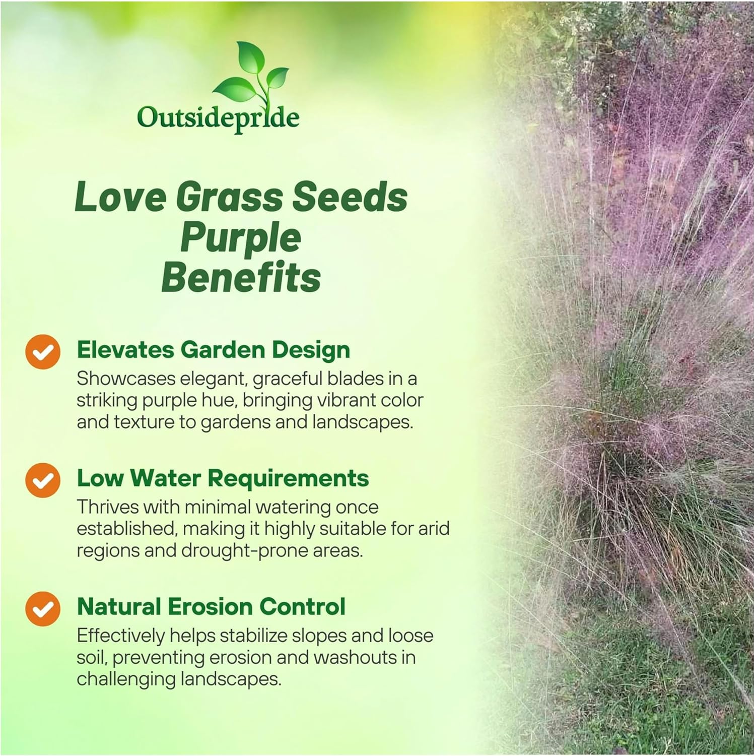 Outsidepride 500 Seeds Perennial Eragrostis Spectabilis Ornamental Love Grass Seed for Planting
