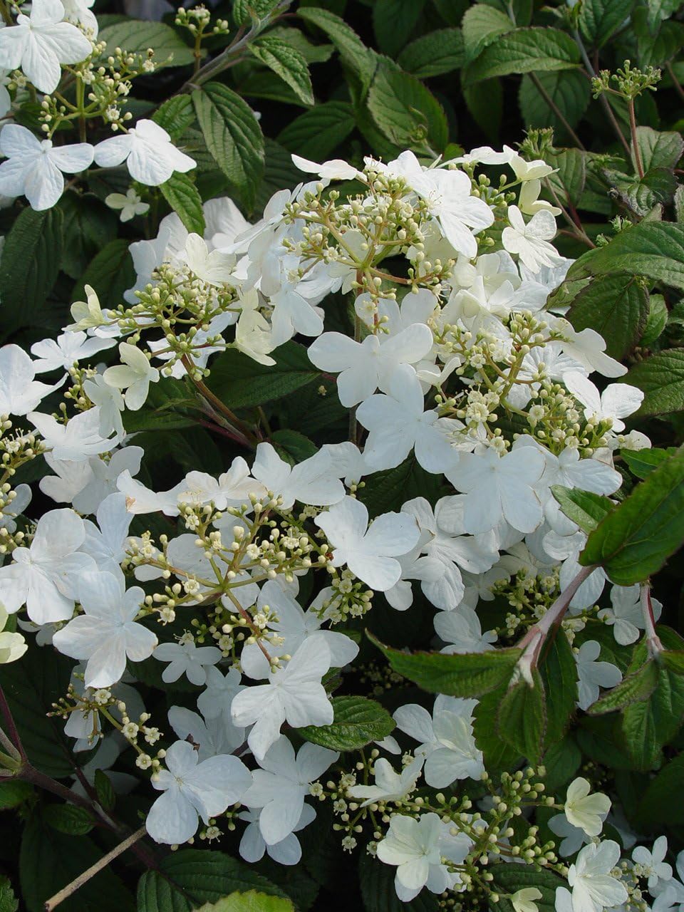 Viburnum p. t. 'Mariesii' (Doublefile Viburnum) Shrub, white flowers, #3 - Size Container