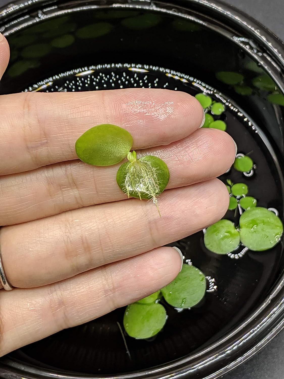 6 Mini Amazon Frogbit + 6 Water Spangles Combo, Betta Fish Aquarium Floating Plants for beginners