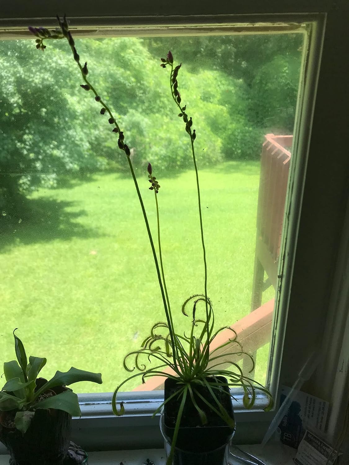 Live Tropical Carnivorous Plant Drosera capensis Pink Flower (x1) - Potted
