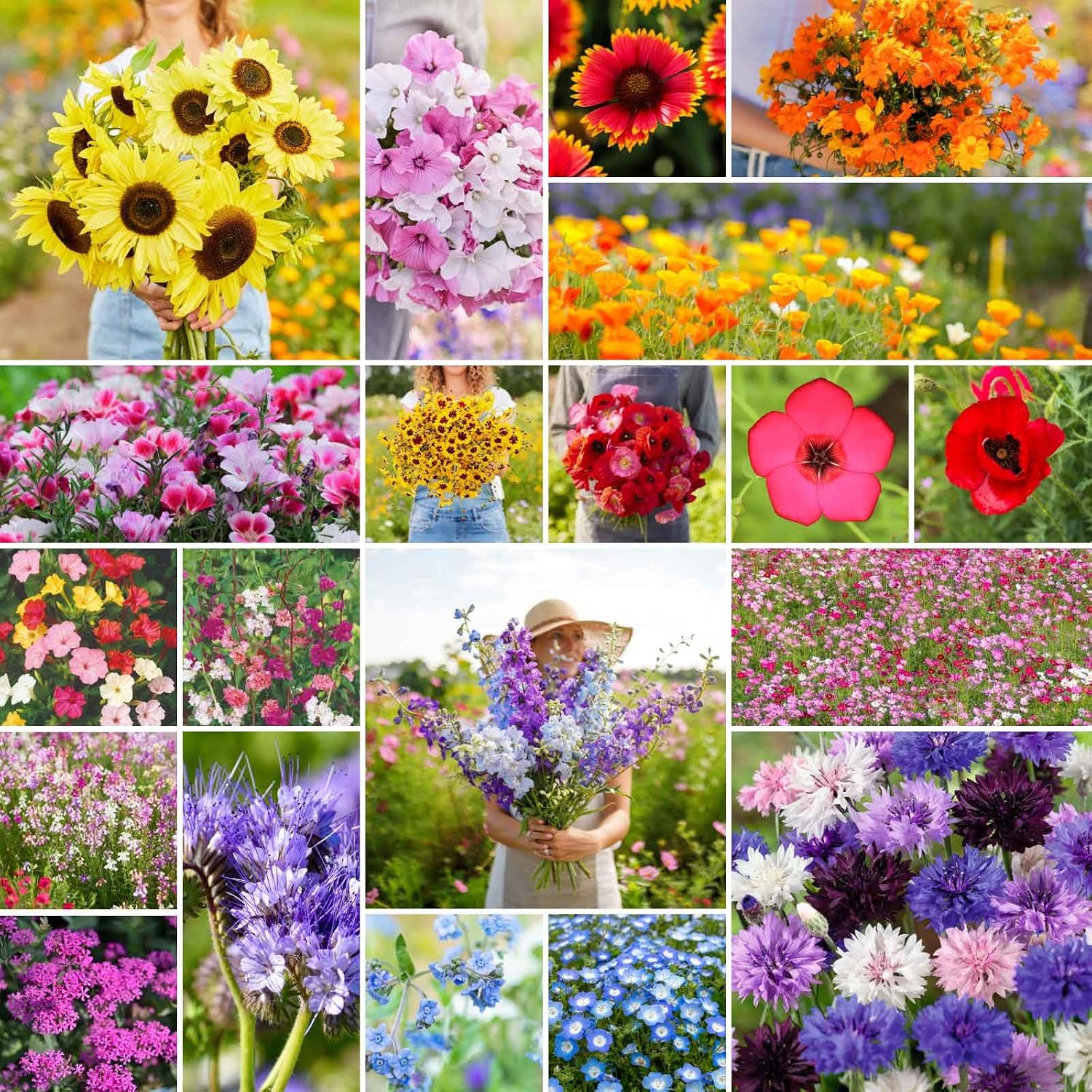 Eden Brothers All Perennial Wildflower Mixed Seeds for Planting, 1 lb, 480,000+ Seeds with Lupine, Shasta Daisy | Attracts Pollinators, Plant in Spring or Fall, Zones 3, 4, 5, 6, 7, 8, 9, 10
