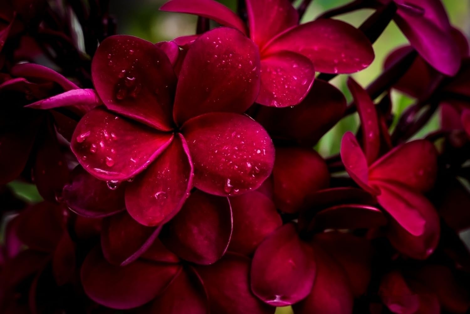 Fragrant Hawaiian Red Plumeria Plant Cutting 2-Pack Bundle - Double Scented Lei Tree Flowers for Aromatic Tropical Gardens