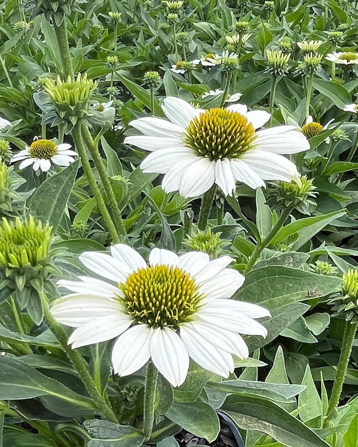 Echinacea purpurea ‘Cheyenne Spirit’ (Coneflower) Live Perennial, Size-#1 Container, Mixed Color Summer Flowers, USDA Zones 4-8