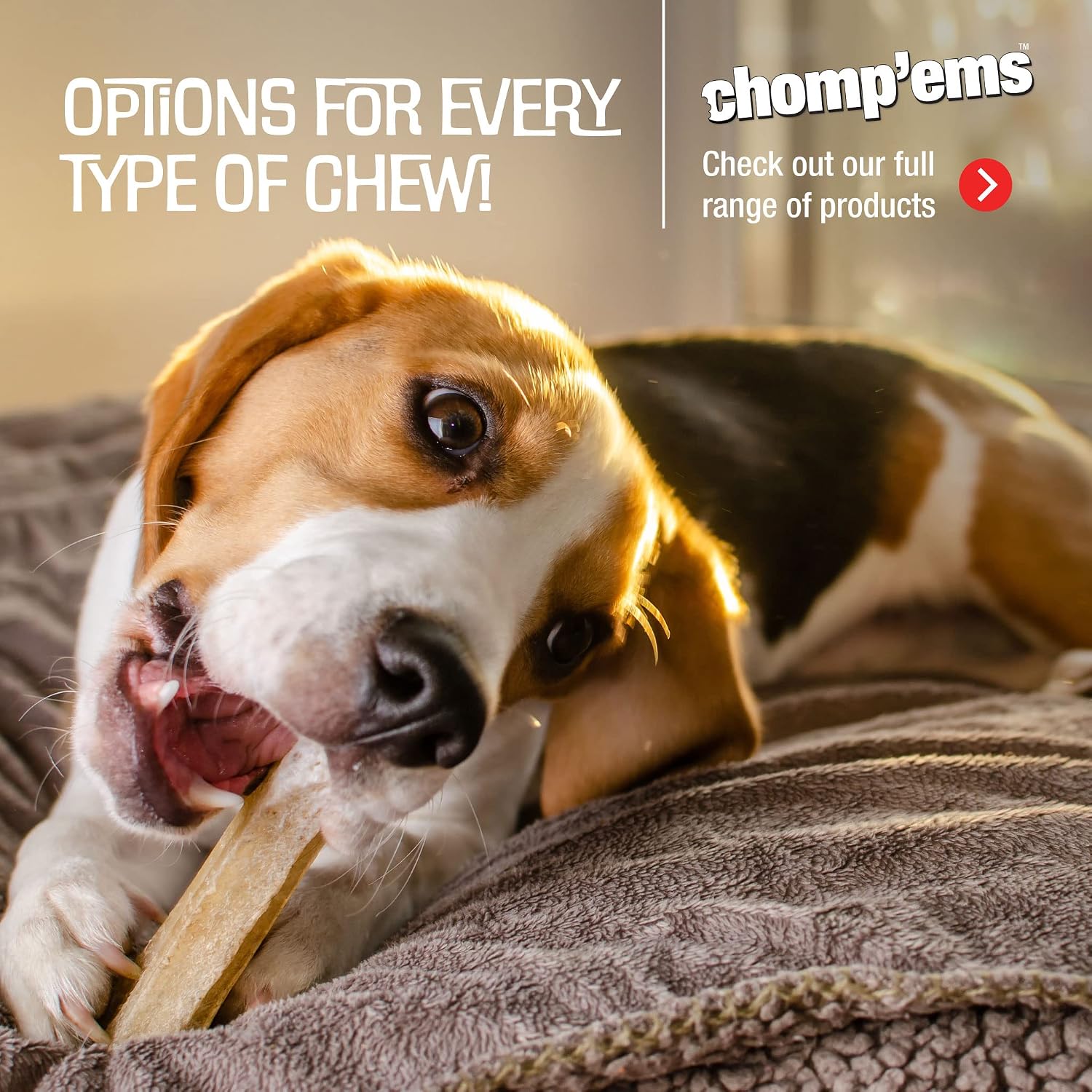 RUFFIN' IT CHOMP'EMS Serrano Ham Bone Wrapped in Real Prosciutto Ham, 1 Large Bone
