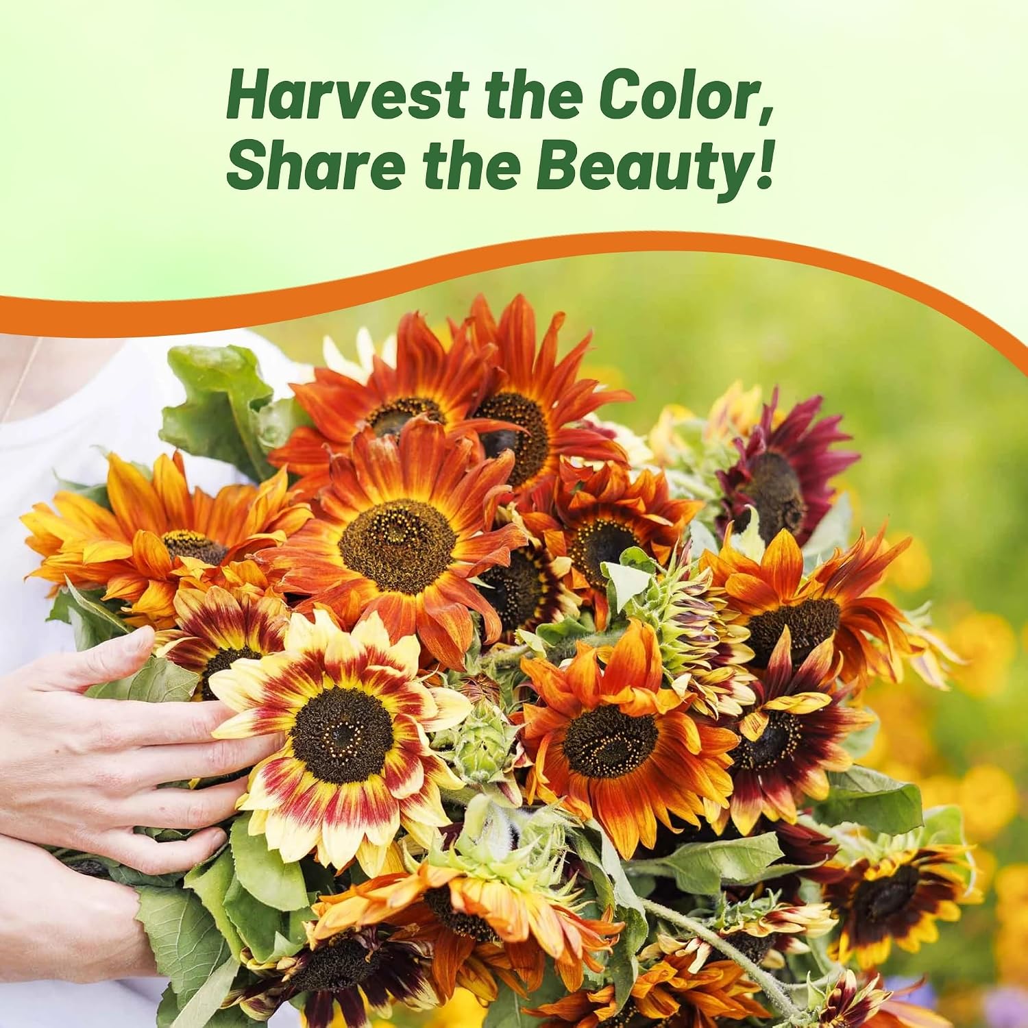 Outsidepride Autumn Beauty Sunflower Seeds for Planting - 1 Lb. Annual, Easy to Grow Flower Seeds w/Vibrant, Abundant Blooms for Cut Flower Arrangements & Pollinator & Vegetable Gardens
