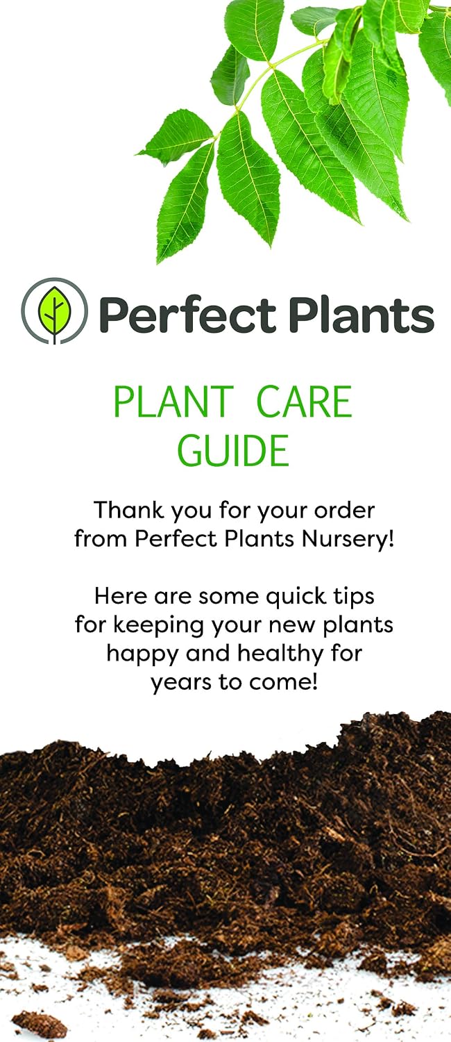 Arbequina Olive Tree - Live Plant, Includes Special Blend Fertilizer & Planting Guide