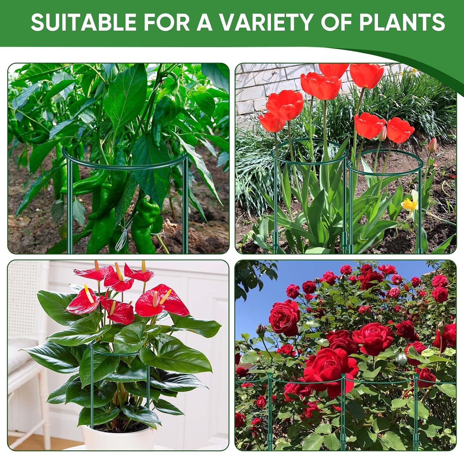 HiGift 8 Pack Plant Support Stakes, Half Round Metal Garden Plant Stake Indoor Peony Cages and Supports, Green Plant Support Ring Border for Tomato