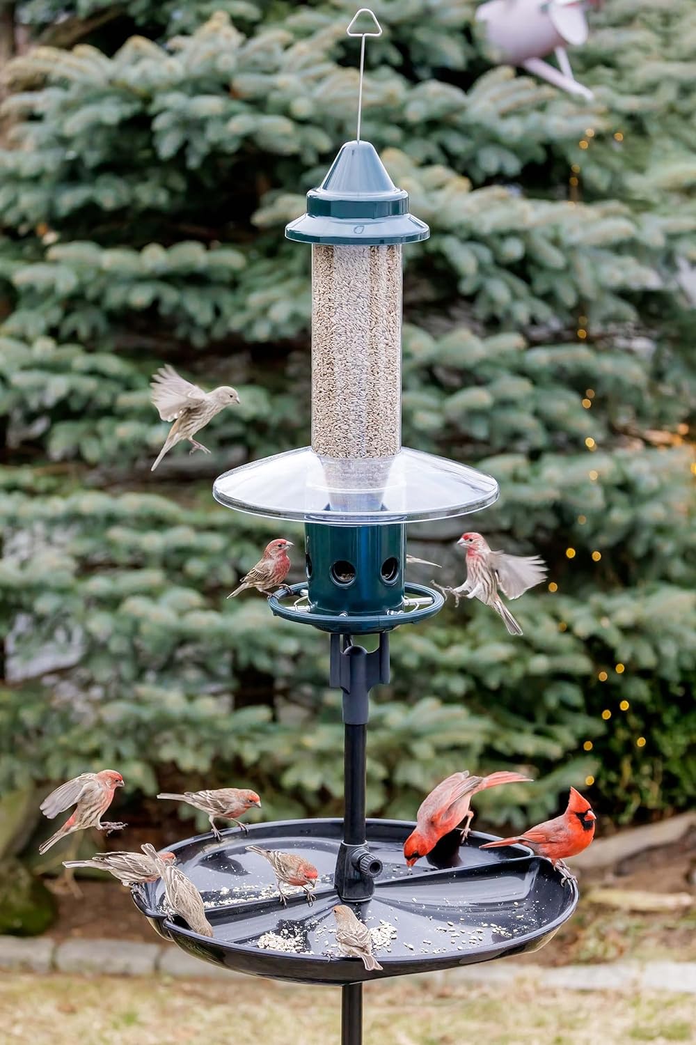 Squirrel Buster Plus Squirrel-proof Bird Feeder w/Cardinal Ring and 6 Feeding Ports, 5.1-pound Seed Capacity, Adjustable