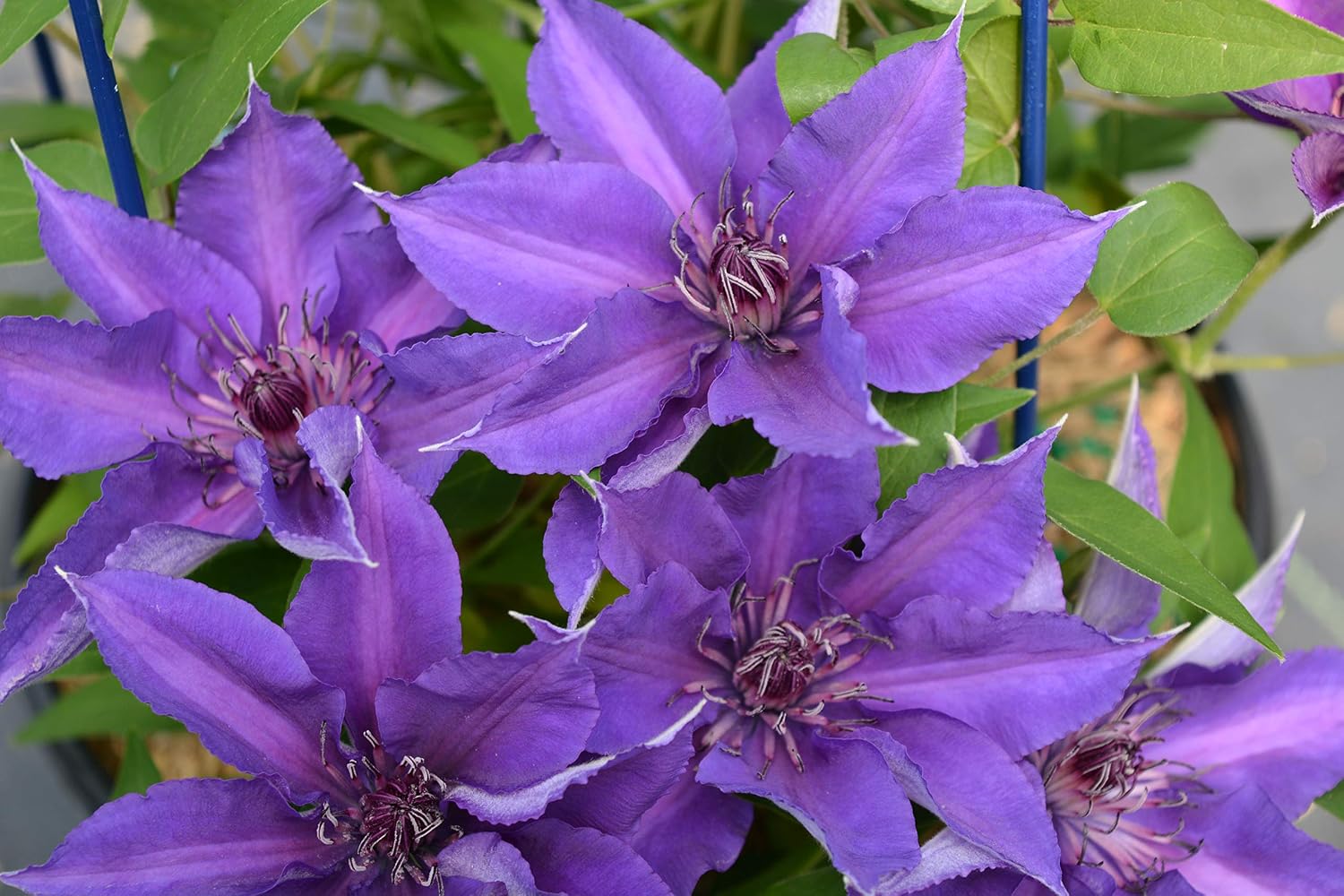 Raymond Evison Clematis - Clematis Giselle (Clematis) Perennial, pink flowers, 8`` - Size Container