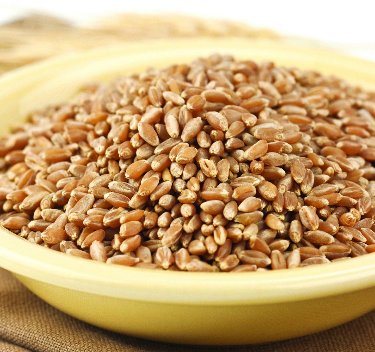 Wheat Montana Bronze Chief Hard Red Spring Wheat Berries, 25 Lb. Bag