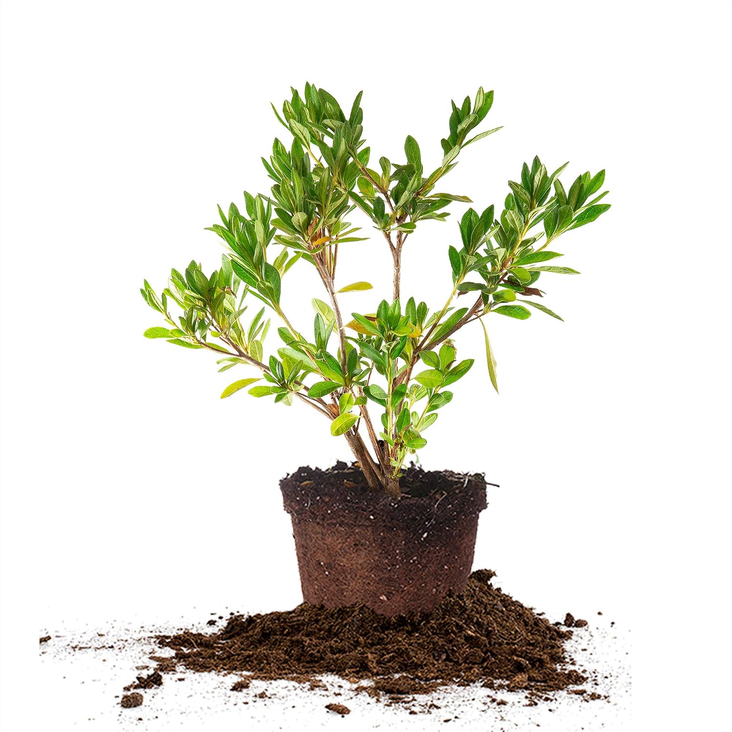PERFECT PLANTS GG Gerbing Azalea Live Plant, 3 Gallon, Includes Care Guide