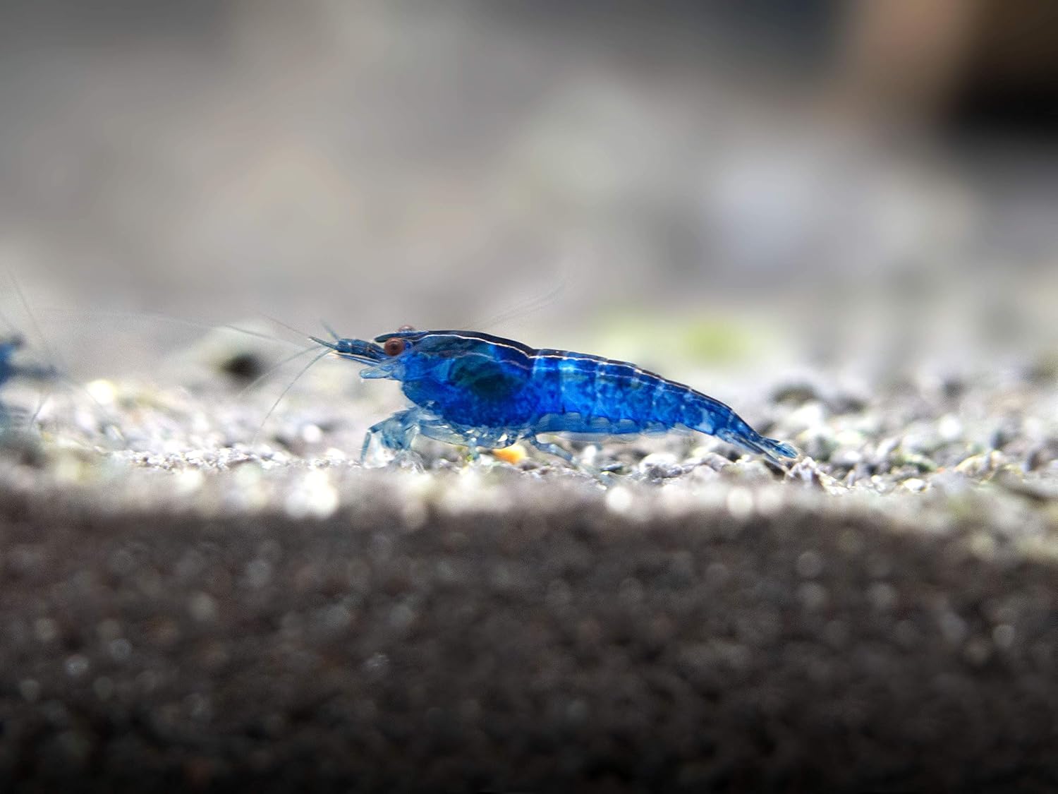 5 Live Freshwater Dream Blue Velvet Shrimp (Neocaridina davidi) - Breeding Age Adults at 1/2 to 1 Inch Long