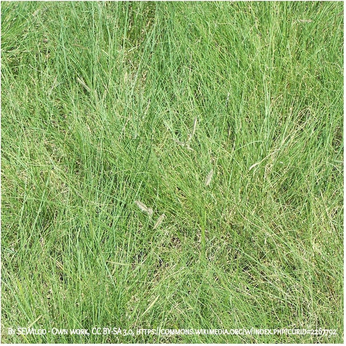 1000 Blue Grama Native Grass Seeds - Gold Vault Jumbo Seed Packet