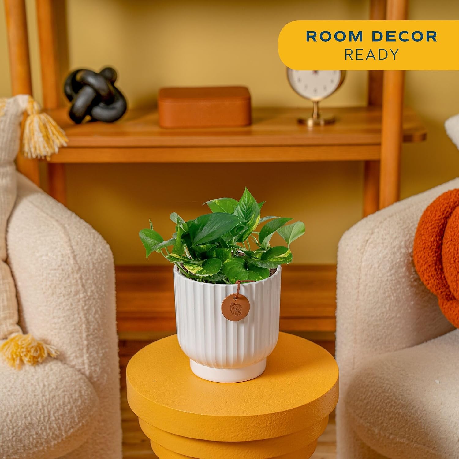 Costa Farms Golden Pothos, Live Indoor Plant, Trailing Vine, Air Purifying | Fast-growing trailing vine, one of the easiest to grow. Great indoor houseplant. Ideal housewarming or birthday gift.