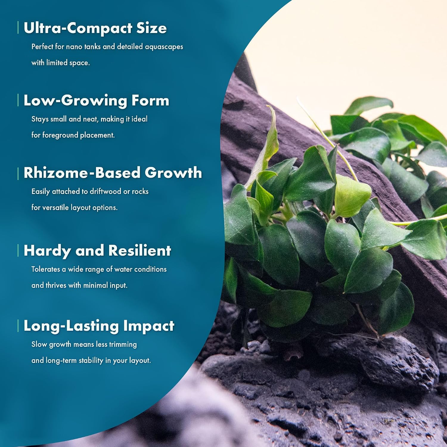 Anubias Nana Live Aquarium Plants - Potted Freshwater Plant for Fish Tanks, Terrariums - Beginner Friendly Low Light (1 Pot)