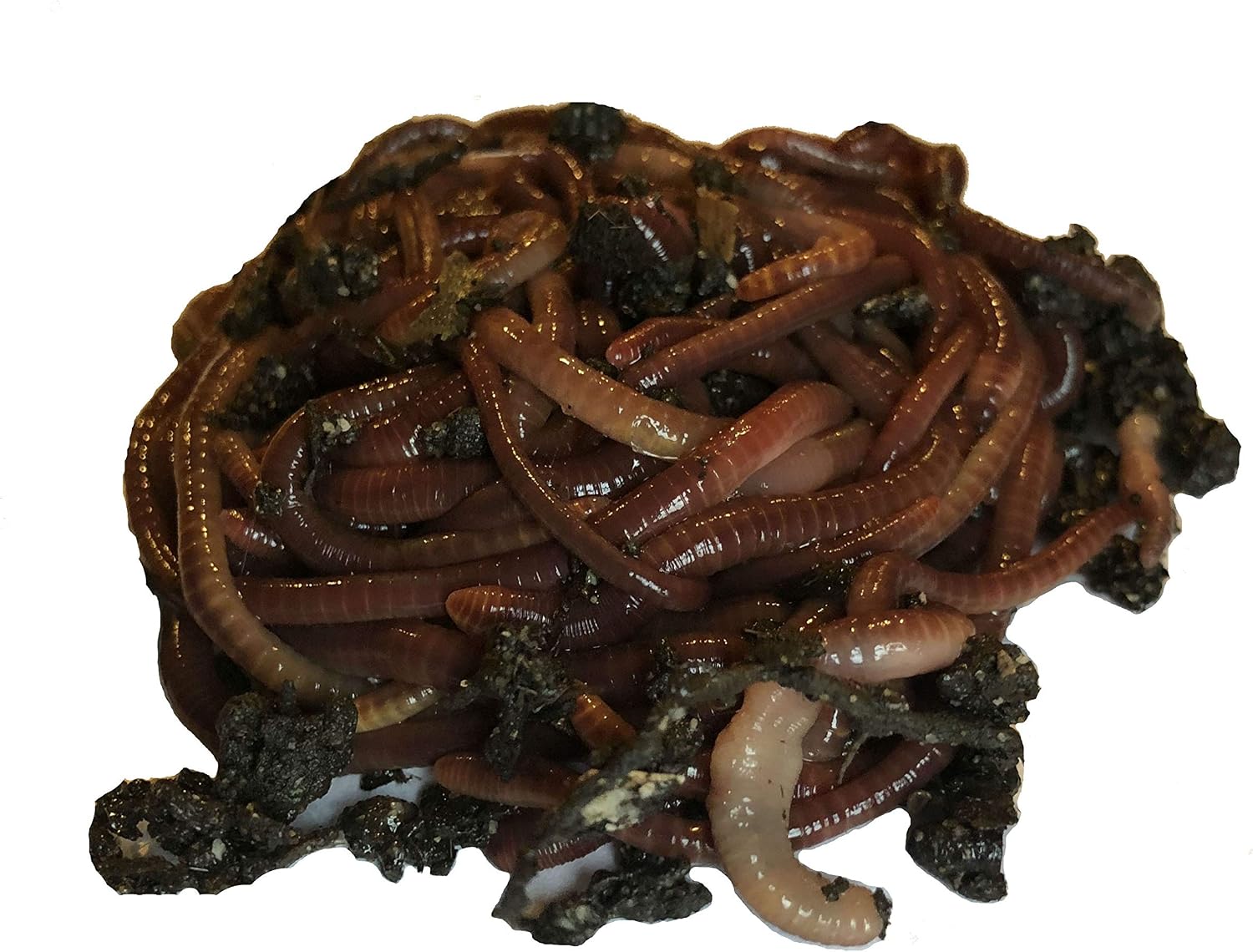 250+ Red Wiggler Earthworms, Organic and Sustainably Raised