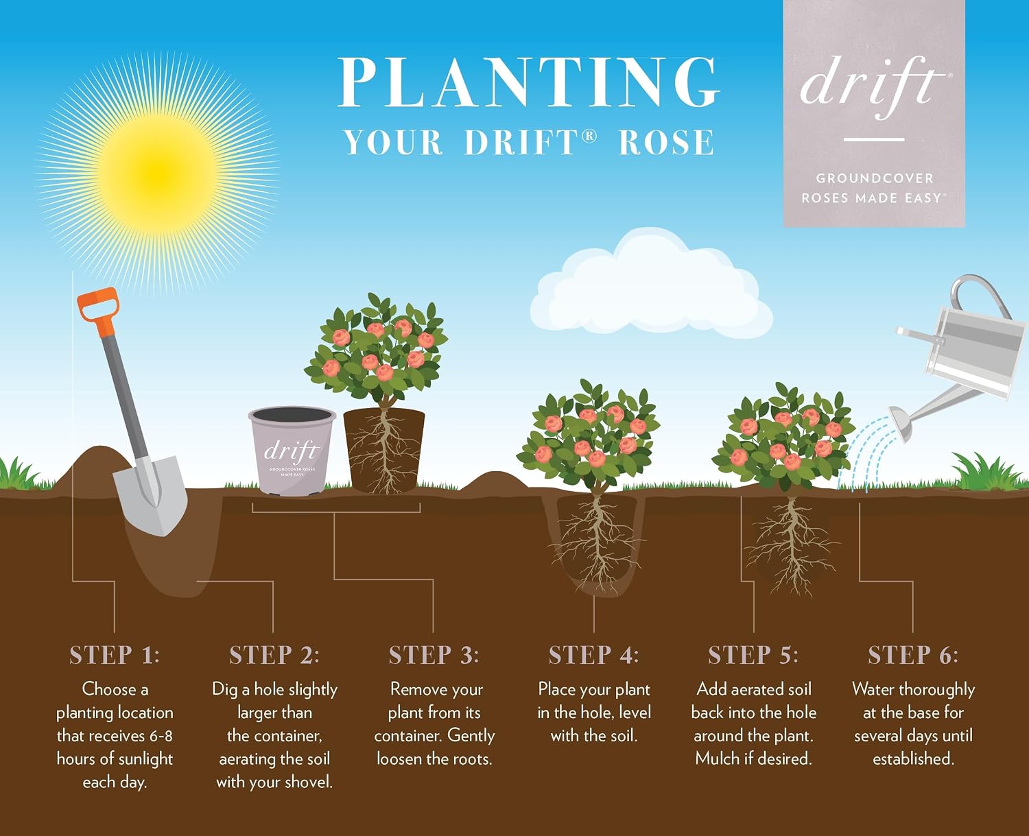 Drift 2 Gal. Popcorn Rose Shrub