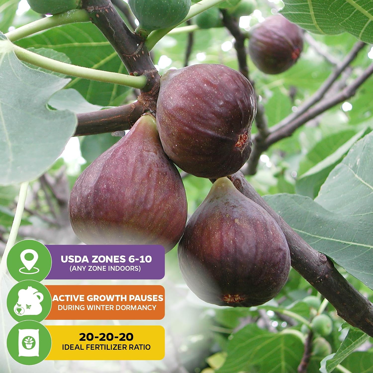 Beer's Black Fig Tree (Dwarf Habit) Live Plant - Ficus carica 'Beer's Black' - Wellspring Gardens - Cold-Hardy Fig, Dwarf Fig Tree, Compact Fig Plant - Fruit Bearing Starter Tree