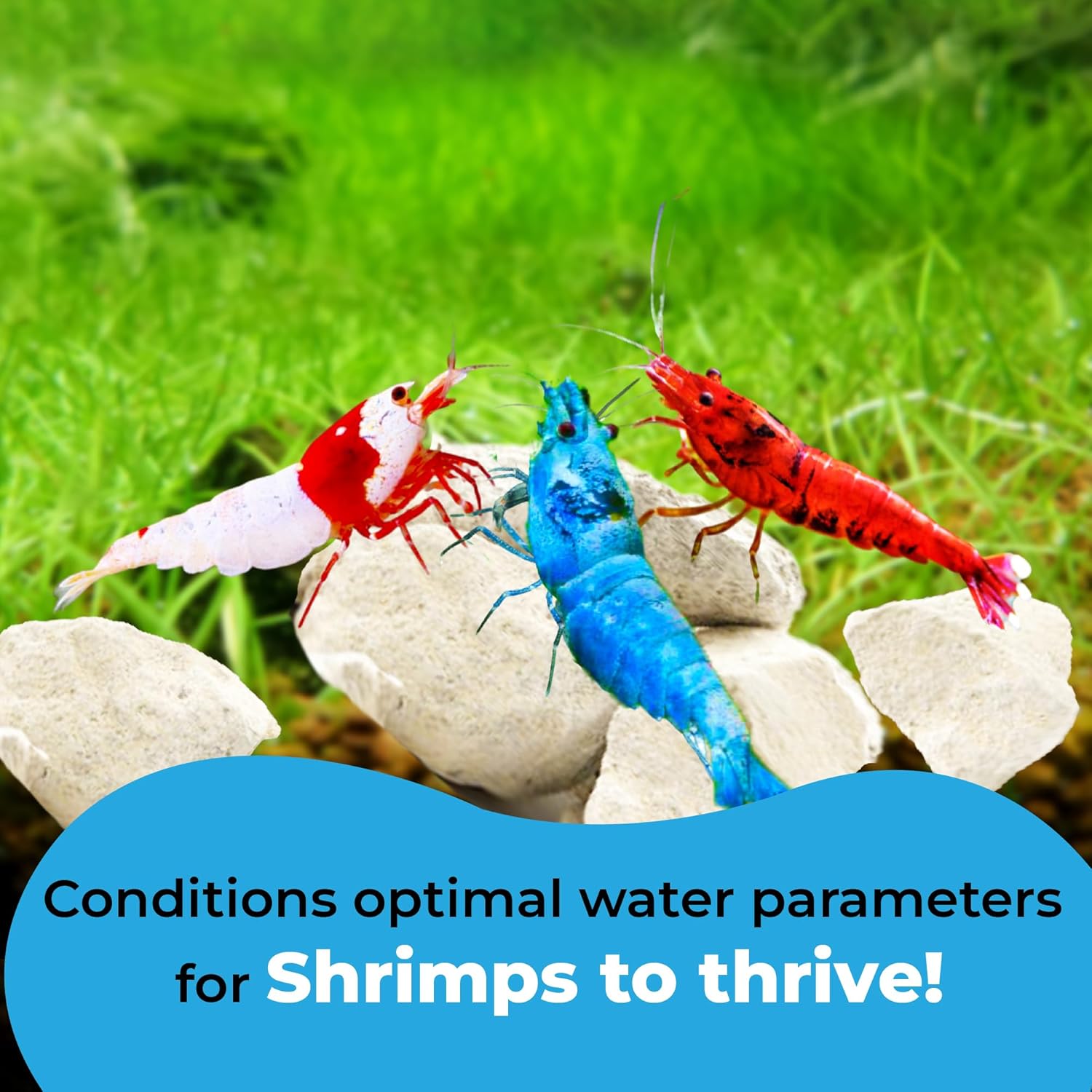 JOR Water Conditioner Calcium Rocks for Baby Shrimps, Isopods, and Crayfish, Enhances Pet Color, Provides Hideout, Breeding Spot