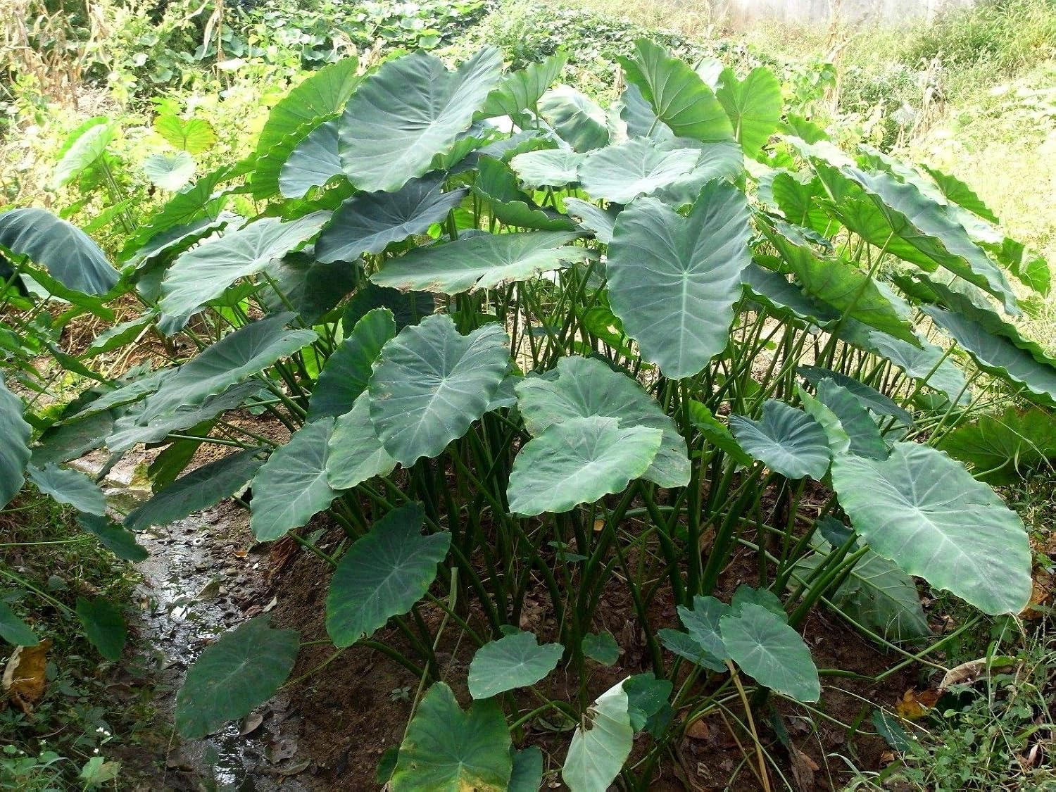 Tara Garden A Bulb Giant Elephant Ear Taro Bulb Alocasia macrorrhizos Very Rare Tropical Plant