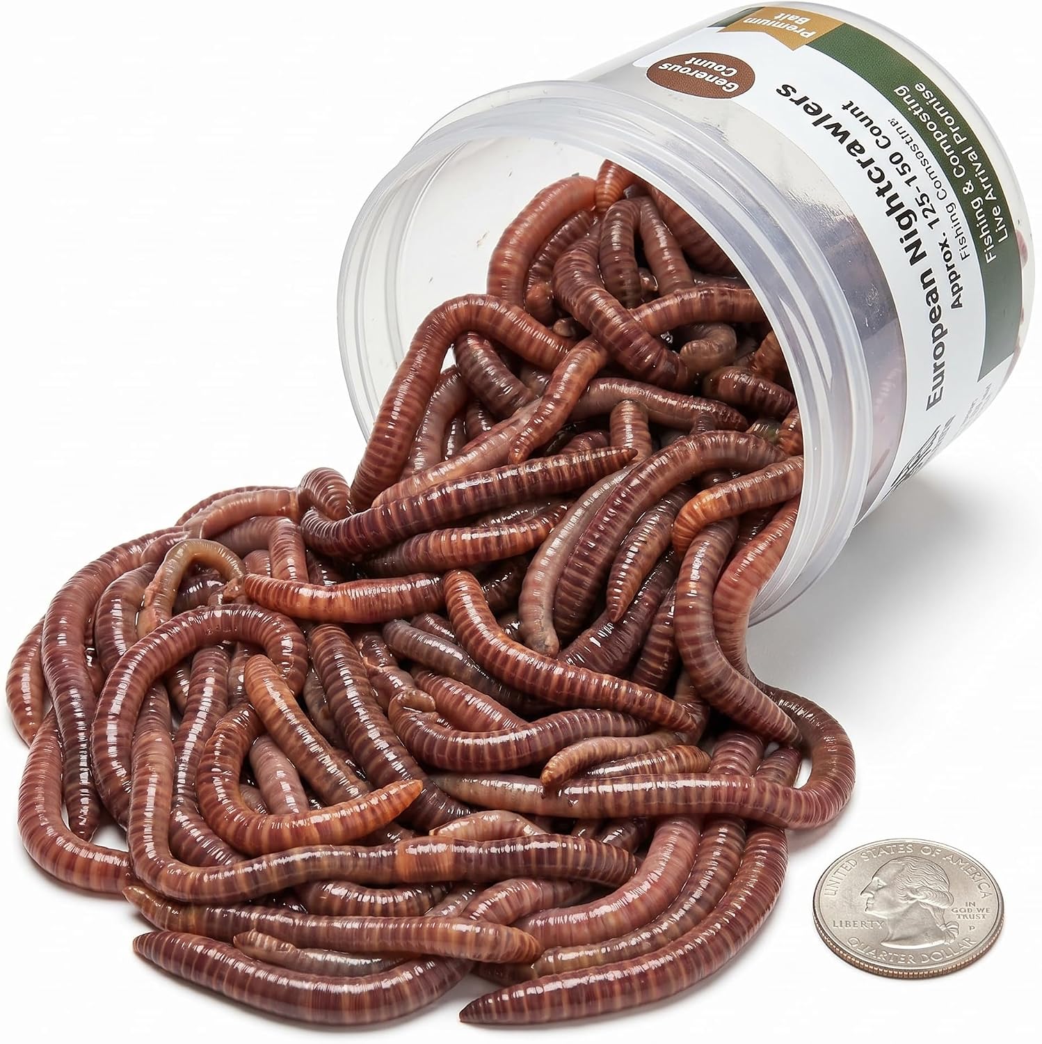 Live PANFISH European Nightcrawlers Composting Worms Fishing Worms