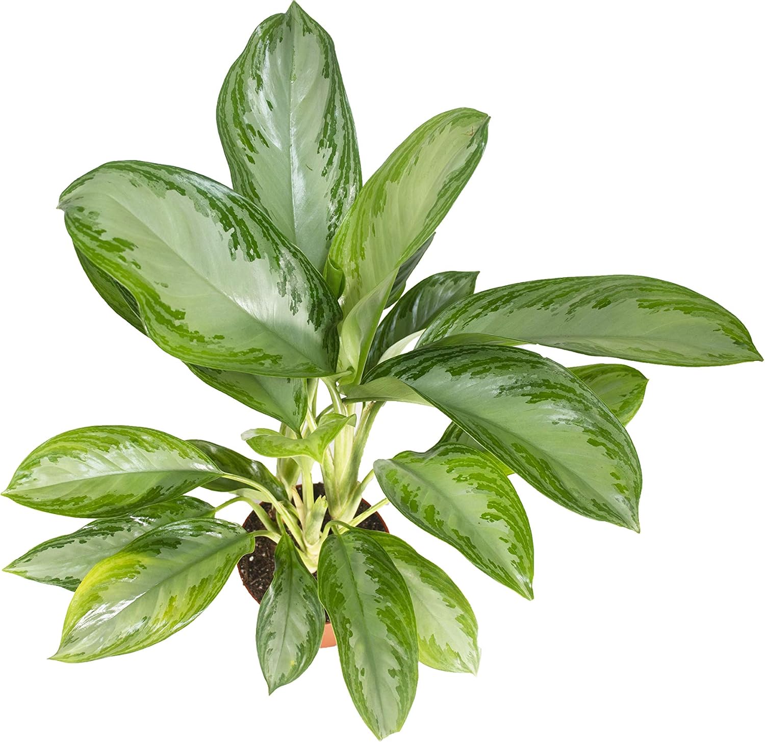 Aglaonema Silver Bay - 6" from California Tropicals