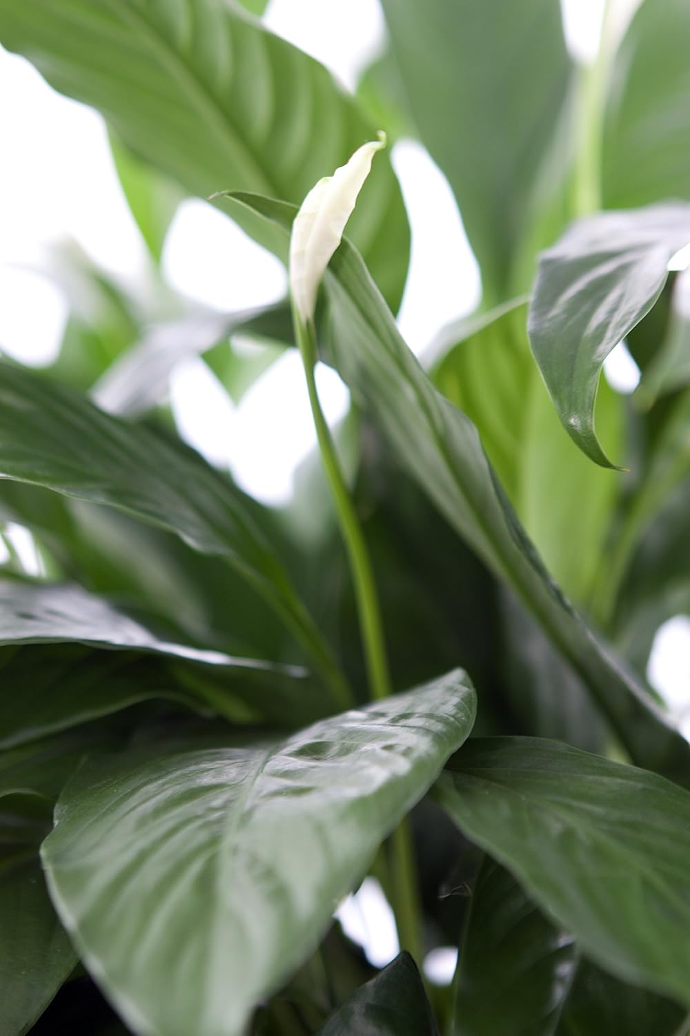 KaBloom-Peace Lily Plant (USABQ) for Valentine, Mother's Day