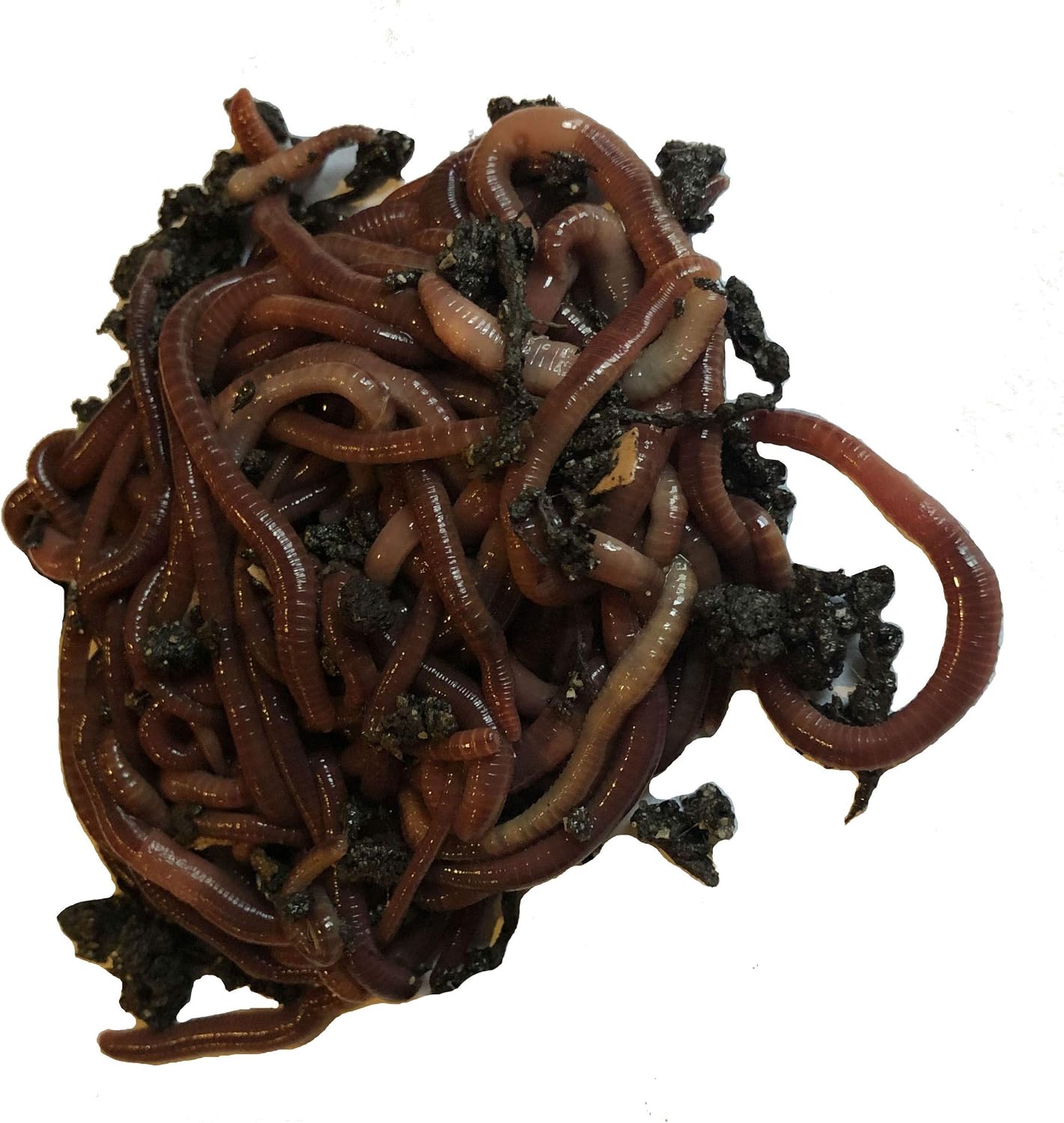 250+ Red Wiggler Earthworms, Organic and Sustainably Raised
