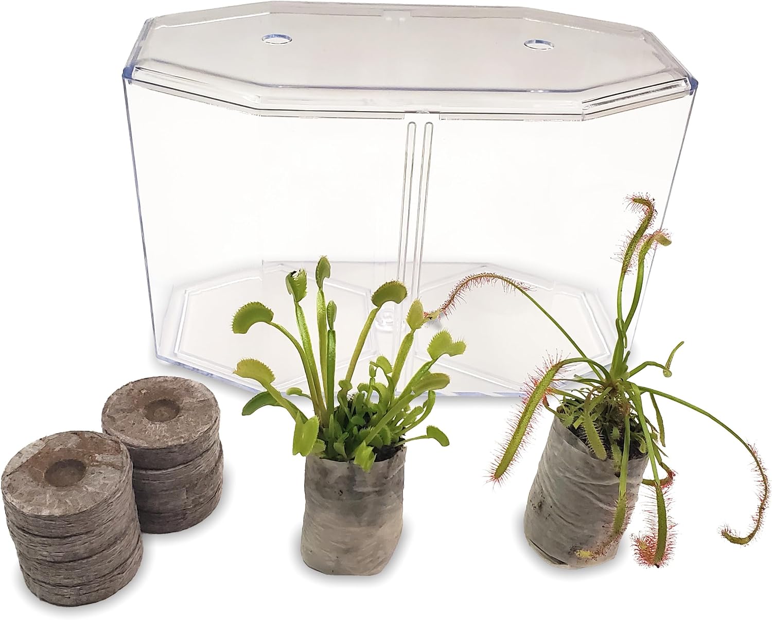 Venus Fly Trap and Sundew Live Plant Set with Terrarium and Food Bundle | 2 carnivorous plants together, protein-packed food