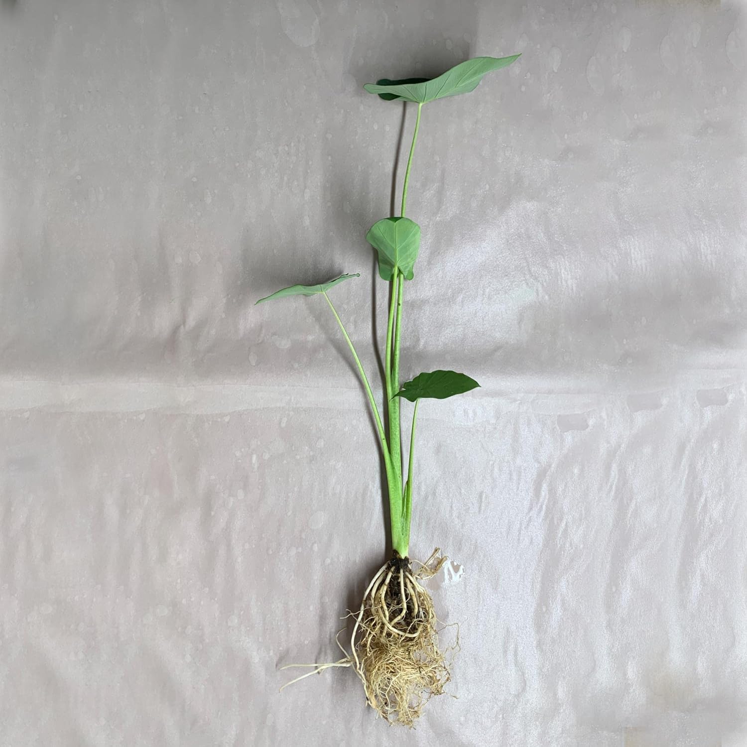 ‘Black Magic’ Taro, a Great Live Pond Plant for Your Water Garden. Filters The koi and Goldfish Pond. Good for Bogs