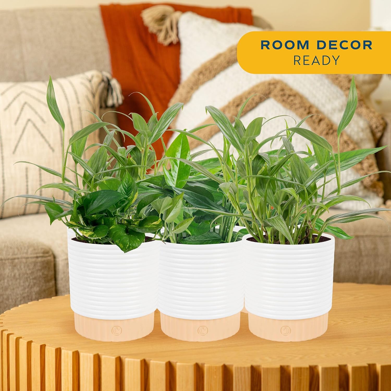 Costa Farms Golden Pothos, Live Indoor Plant, Trailing Vine, Air Purifying | Fast-growing trailing vine, one of the easiest to grow. Great indoor houseplant. Ideal housewarming or birthday gift.