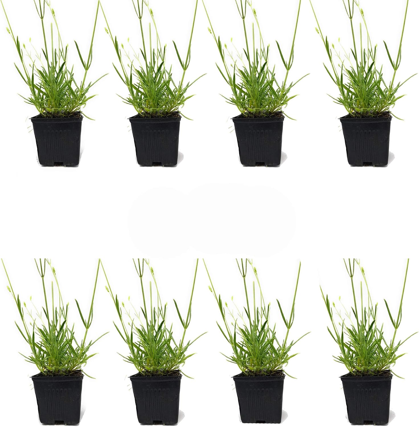 L+ French Provence Lavender — 1 Live Plant in 4" Pots — Blue-Purple Flowers — Fragrant, Bee-Friendly, Drought & Deer Resistant Perennial — Zones 5–9 — Grown in Sequim, WA