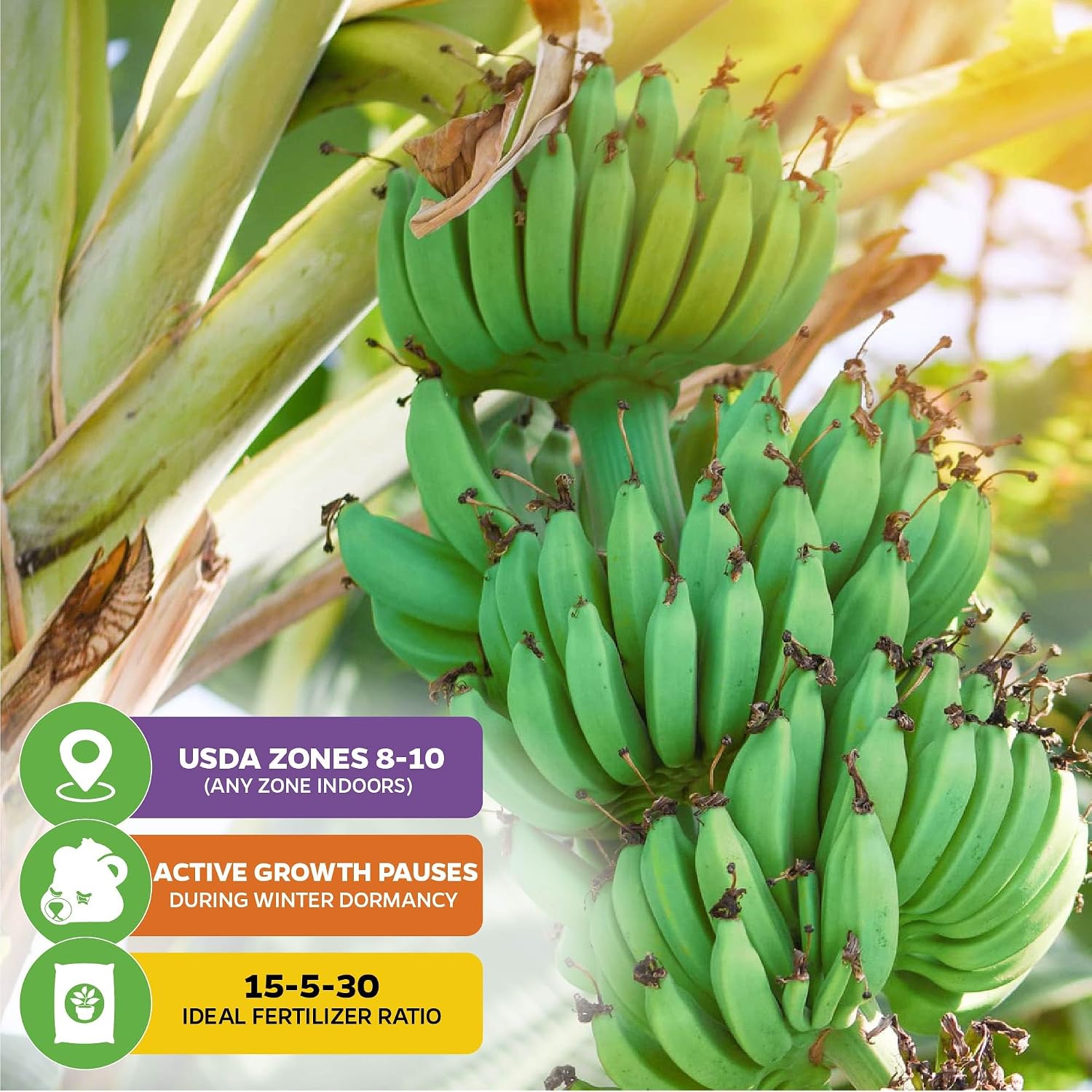 Ice Cream Banana Tree (1-Pack) Live Plants by Wellspring Gardens | Easy to Grow Plants for Nature Lovers & Gardeners- Outdoor Planting in Patio | Musa acuminata
