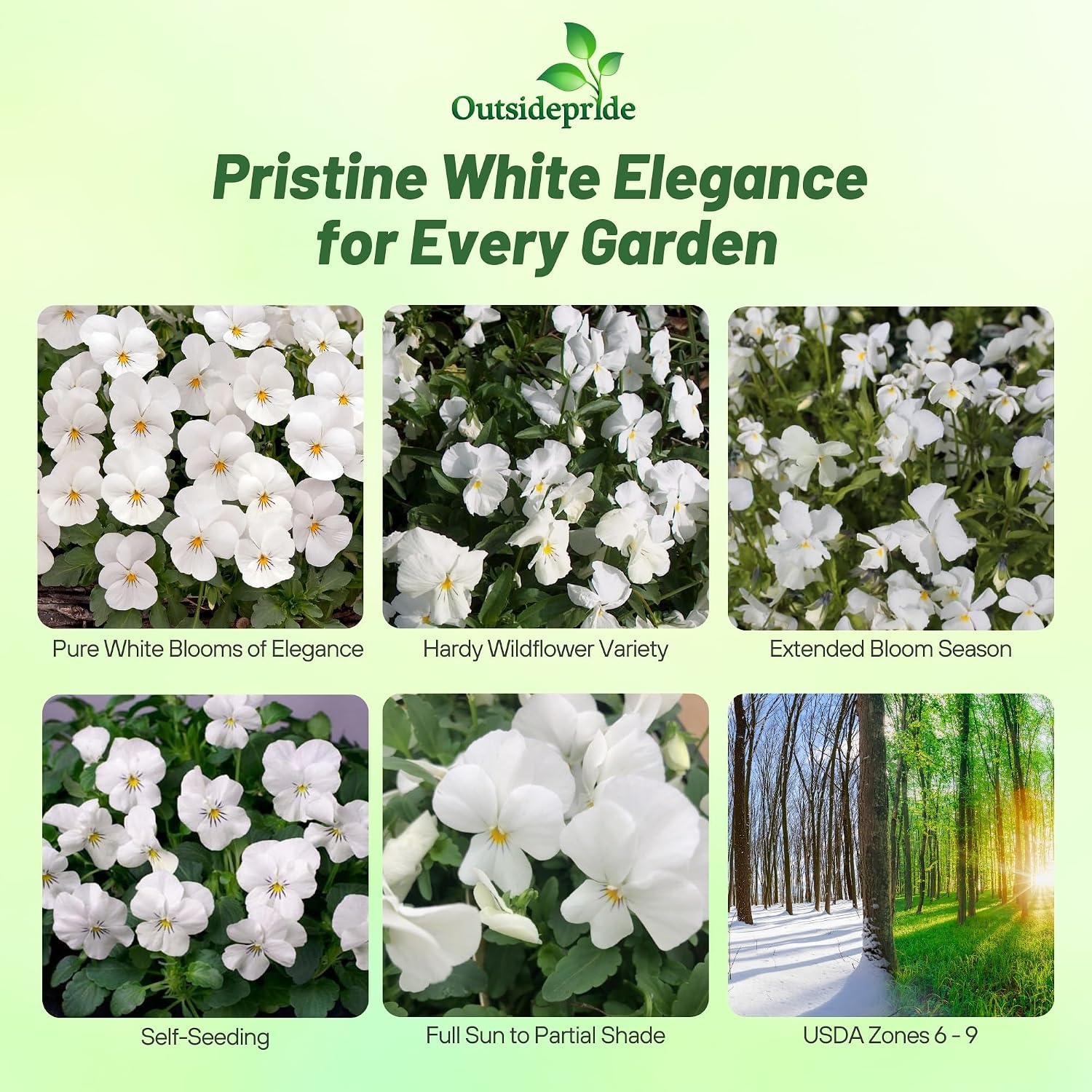 Outsidepride White Perfection Viola Pansy Seeds for Planting - 1000 Pcs. Perennial, Cold-Hardy & Pollinator Friendly Flowers with Fragrant Blooms for Garden Beds, Borders & Container Displays