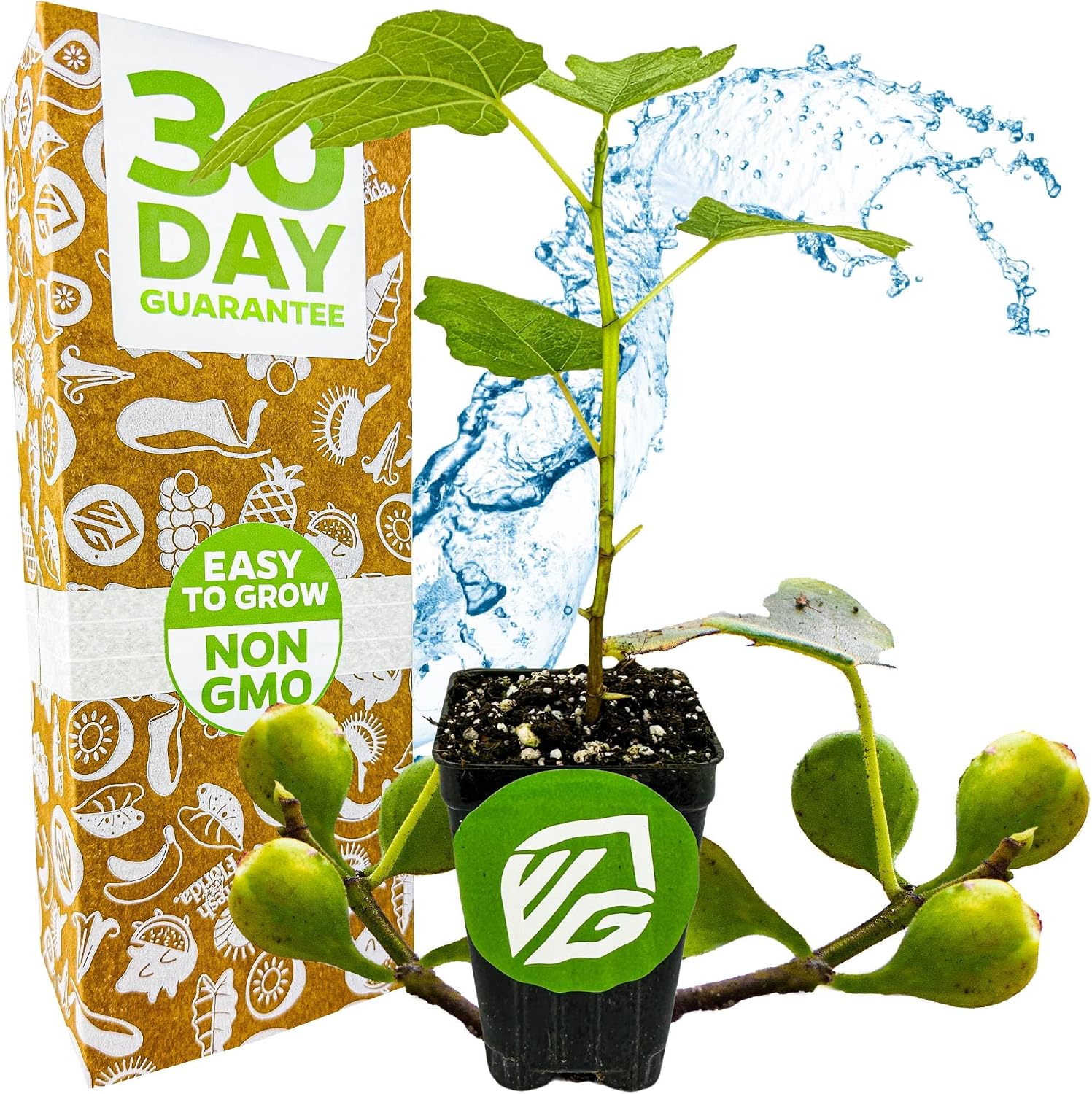 Olympian Fig Tree Live Plant - Ficus carica by Wellspring Gardens - Starter Plant Ideal for Gardens & Containers - Great for Indoor Houseplants, Outdoor Landscaping & Garden Planting