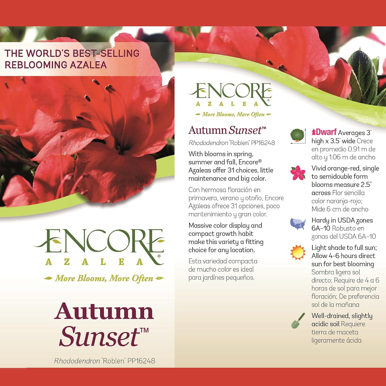 2 Gallon Encore Azalea Autumn Sunset Shrub