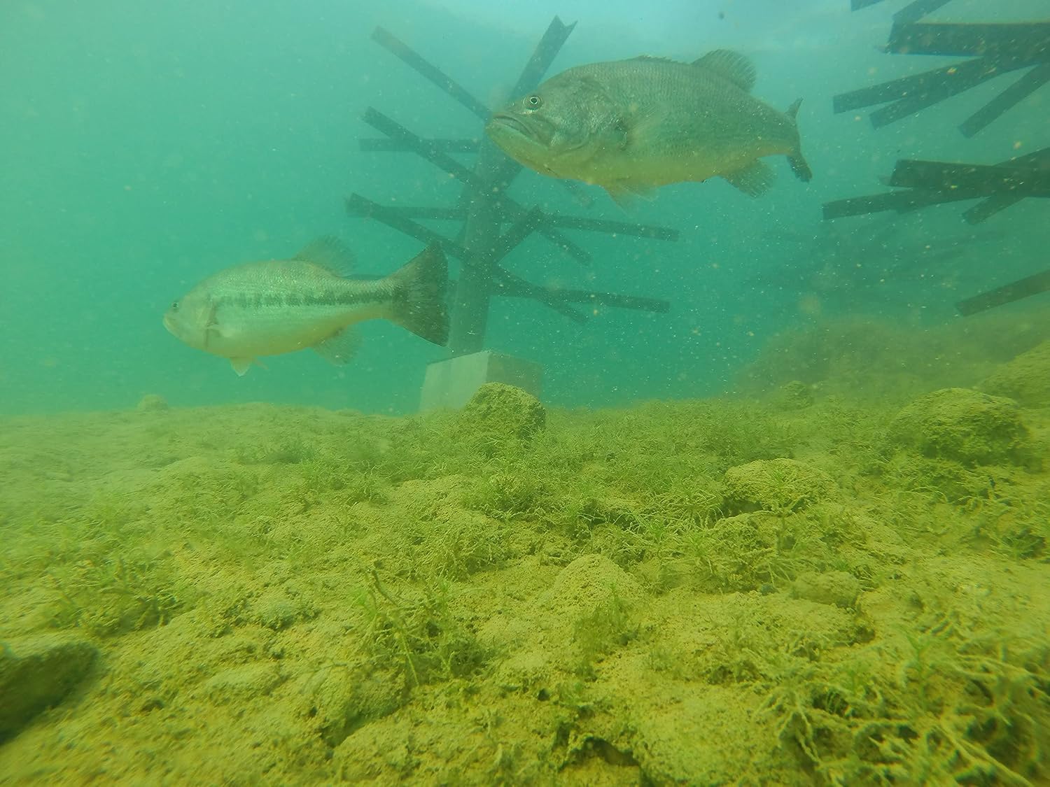 Trophy Tree Artificial Fish Habitats for Lakes and Ponds