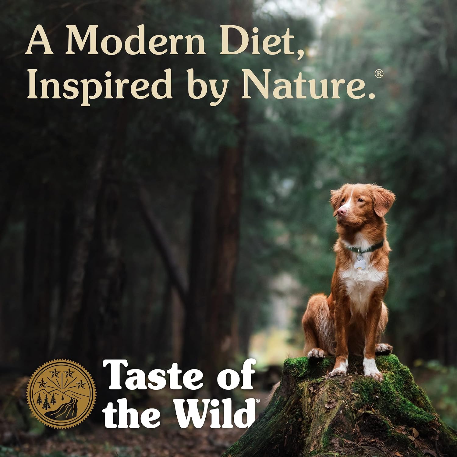 Taste of the Wild Pacific Stream Wet Food Salmon in Gravy 13.2oz Case of 12 | Puppy & Adult Dogs | Grain Free Recipe* | Complete & Balanced to Satisfy Finicky Dogs | Sweet Potatoes for All Day Energy