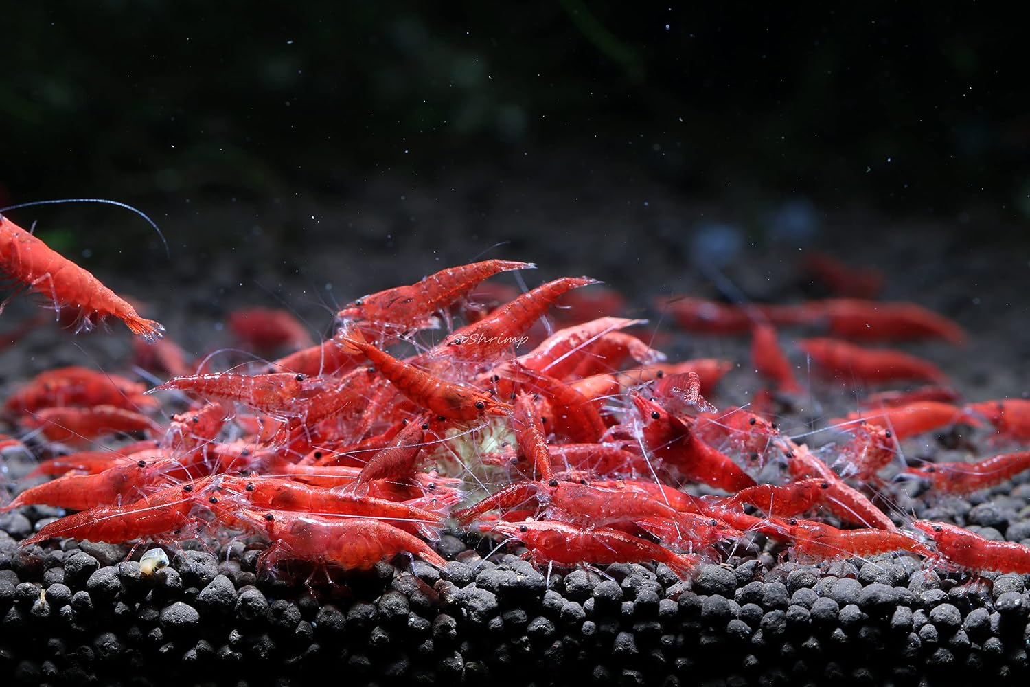 Live Freshwater Aquarium Shrimp - Neocaridina (Red Cherry, 5 Pack)