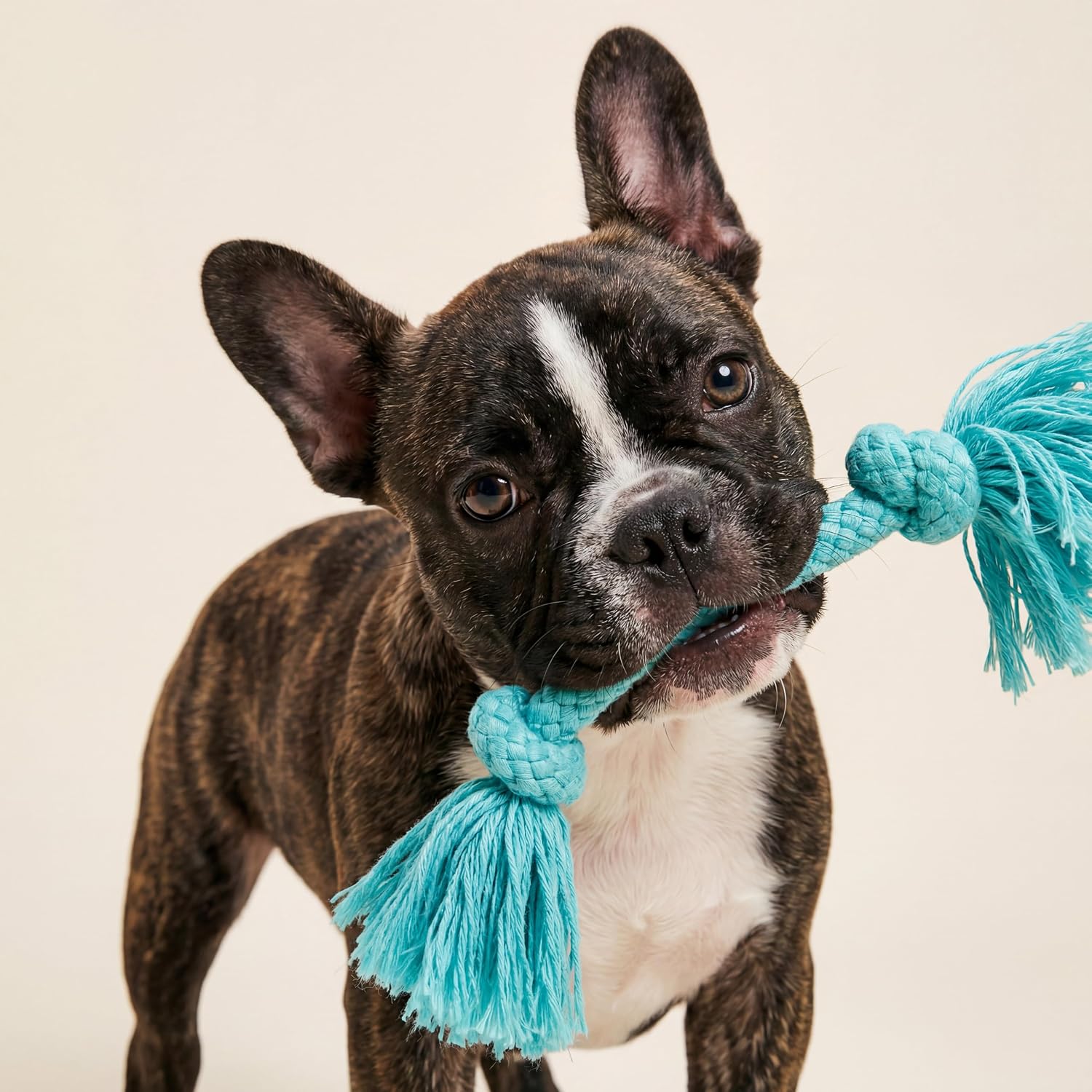 Playology Tug Rope Dog Toys for Large Breed Dogs - Jumbo, Beef Scent