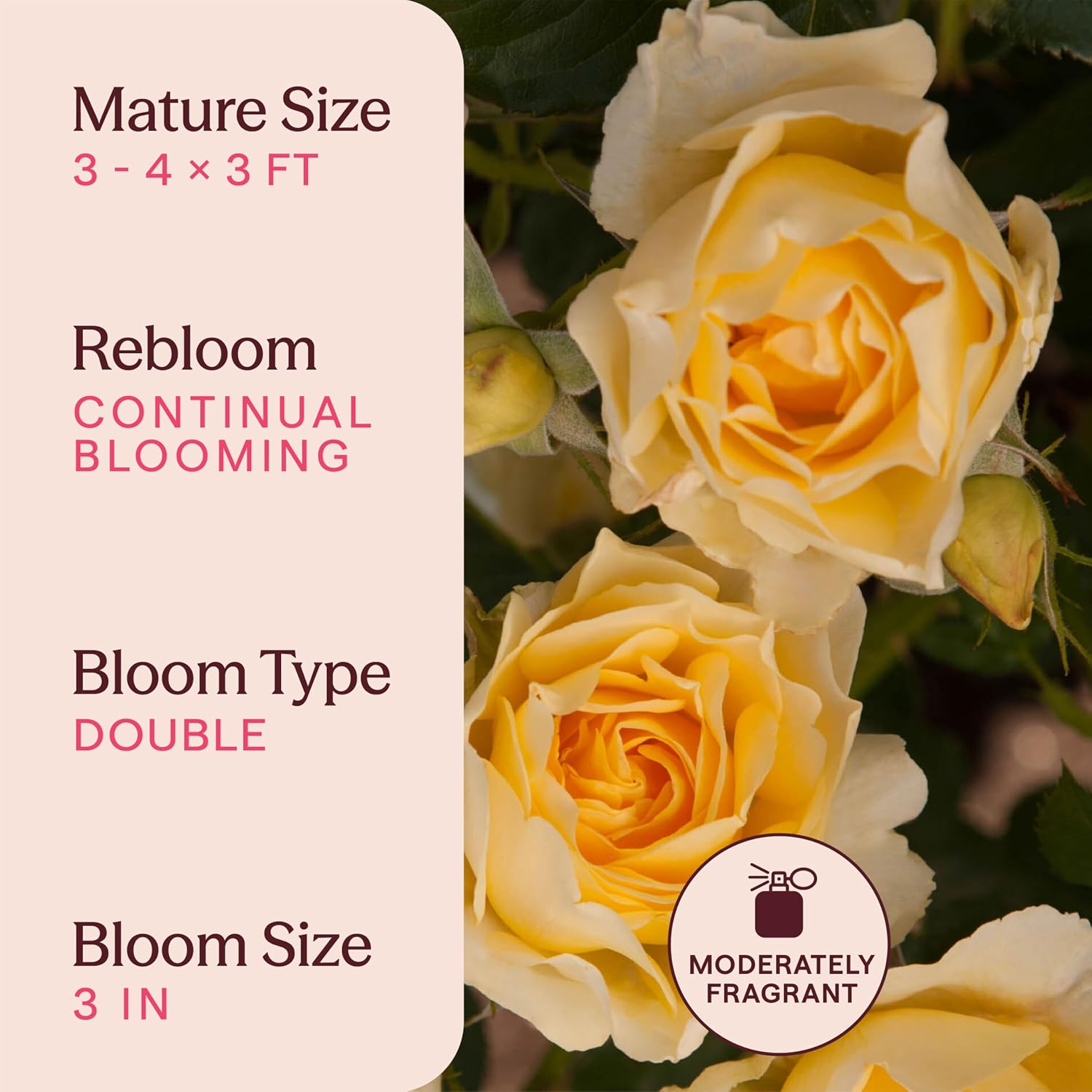 Heirloom Floribunda Roses, Live Own Root Plant, Julia Child™ | Moderately Fragrant, Hardiness Zones: 6-10, Continual Blooming,For Outdoor Gardens, Planters, and Pots