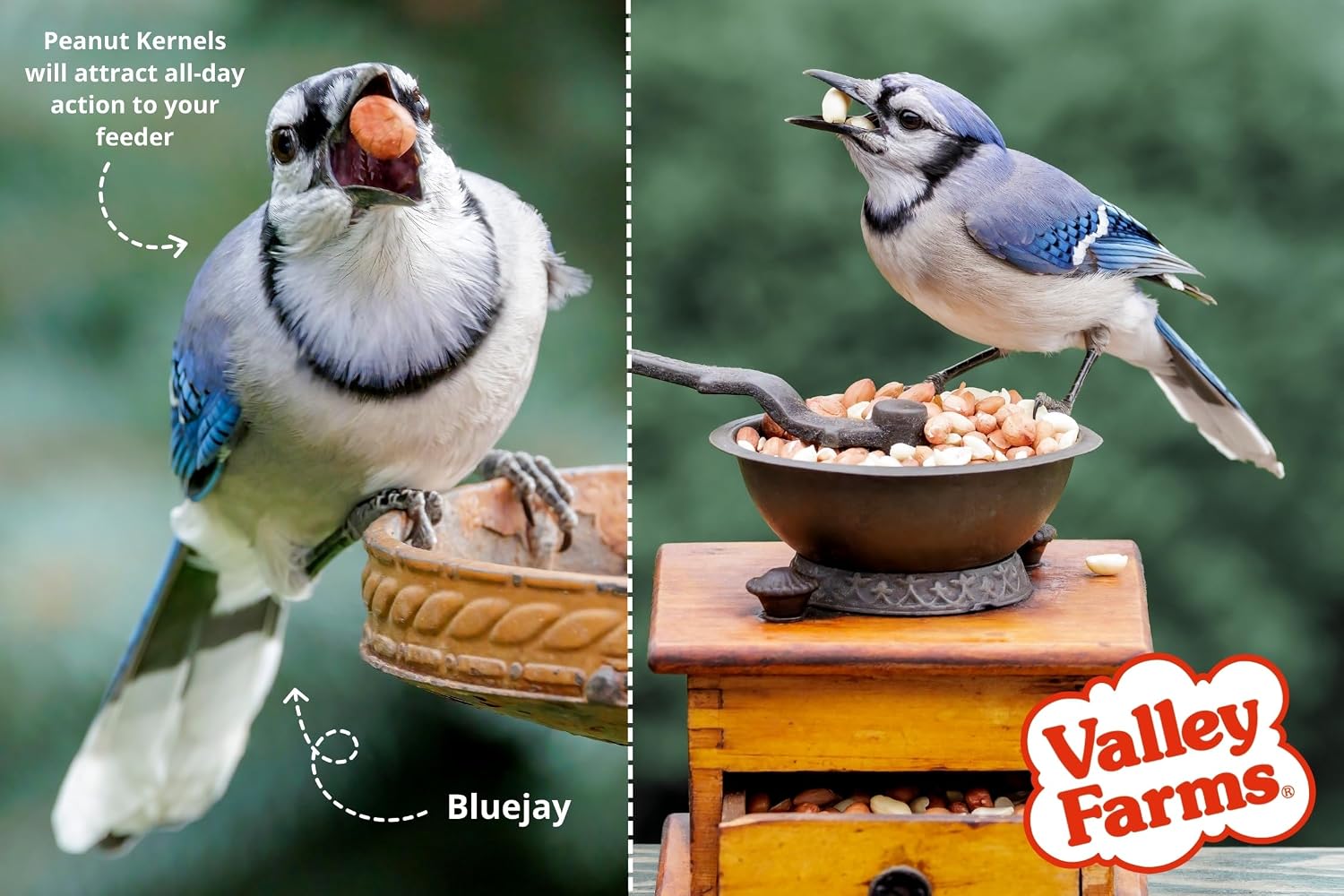 Valley Farms Whole Peanut Kernels (4 LB) Wild Bird Food for Outside Feeders, Peanuts for Birds, Chickadee Bird Seed for Outside Feeders