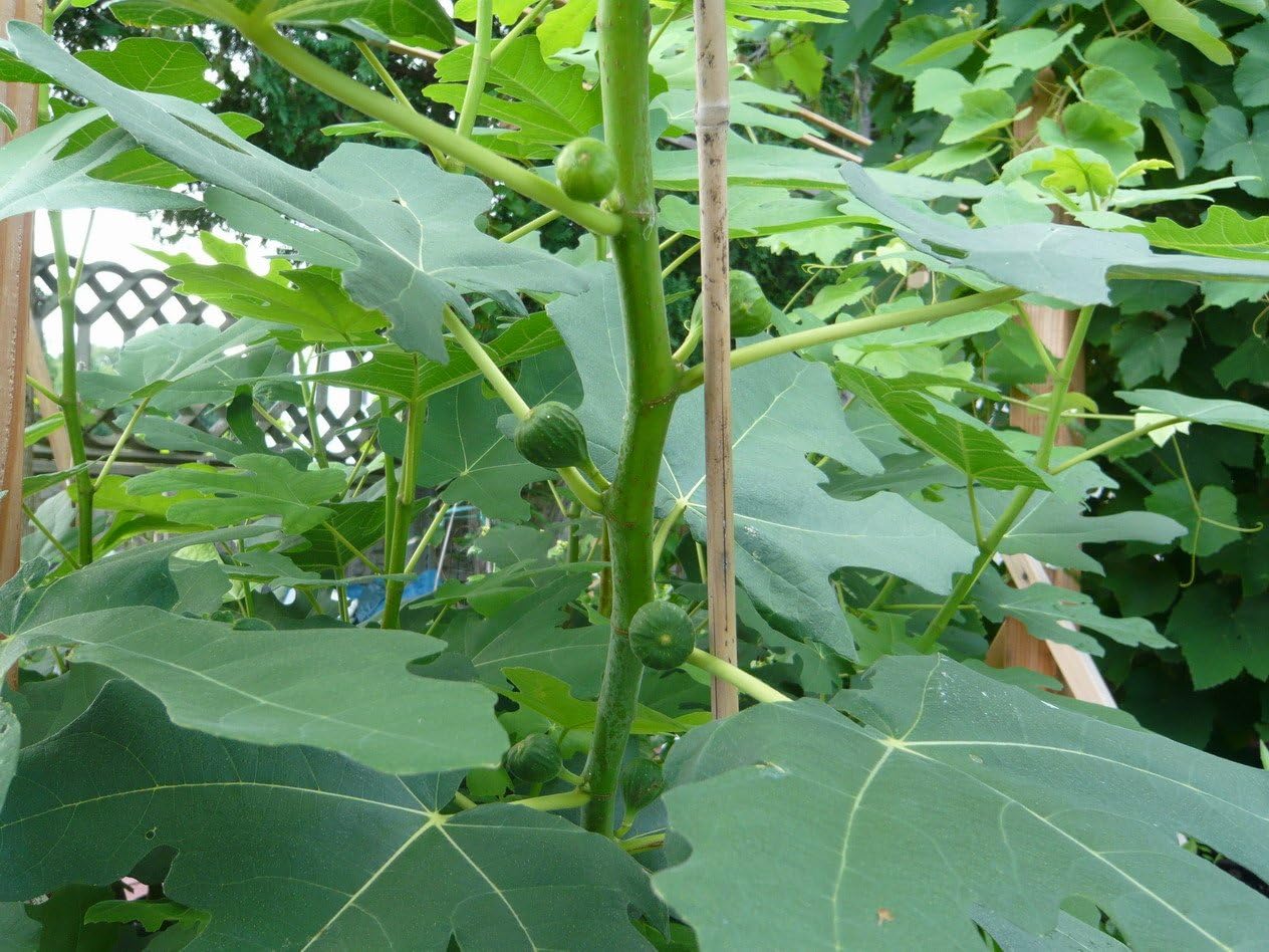 Chicago Hardy Fig Fruit Tree- Premium Size