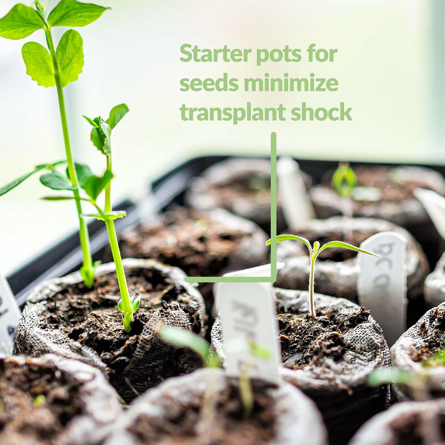 100 Count- Jiffy 36 MM Peat Soil Pellets Seeds Starting Plugs: Indoor Seed Starter- Start Planting Indoors for Transplanting to Garden or Planter Pot | Starter- Start Planting Indoors for Transplanting to Garden or Planter Pot